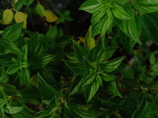 wild plants that grow near the football field