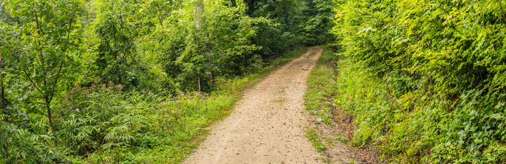 Panoramic view in the forest a path leads into the green, quiet nature.