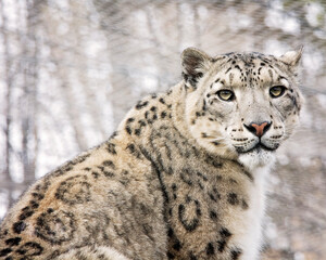 Fototapeta na wymiar Snow leopard portrait.