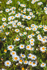 Fototapeta premium field of daisies
