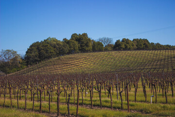 Fototapeta na wymiar vineyard in sonoma country