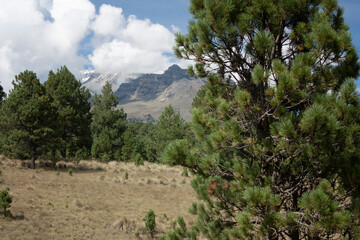 Fototapeta na wymiar .Volcanoes route in Mexico next to pines and golden meadows