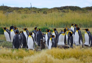 familia de pinguinos