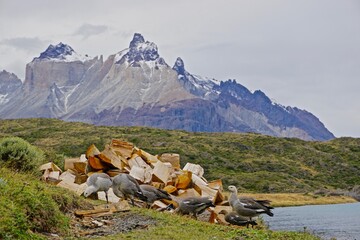 aves en la patagonia