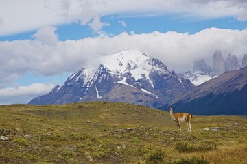 llama en la monta&ntilde;a