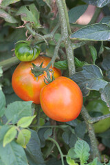 Closeup of some tomatoes growing on the plant