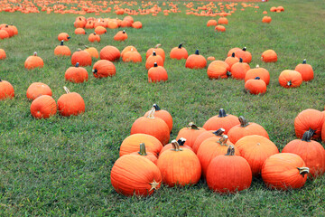 Bunch of pumpkins isolated on the green grass on the field.