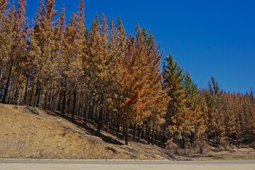 bosque quemado