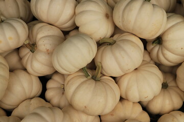 Fresh mini white pumpkin at market place. Holiday concept.