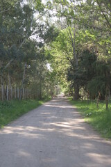 camino de tierra rodeado de arboles bosque 