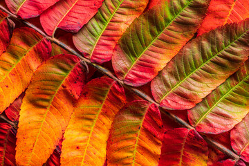 Close up top view on red and yellow leaves - Autumn fall background concept