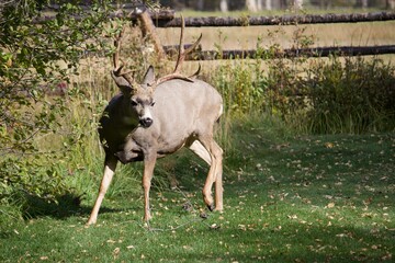 Mule deer