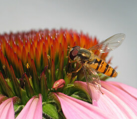 Macro of a small bee among red pistils. Close-up of colorful background with insect pollination.