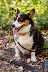 Corgi sitting and panting during a walk in the park in autumn