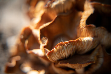 Up Close Mushroom 3