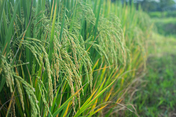 The rice plants are arranged in long rows