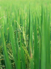 Rice plant green