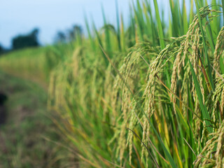 
The rice plants are arranged in long rows