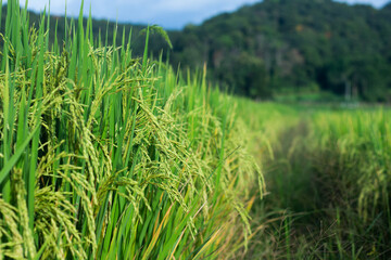 The rice plants are arranged in long rows