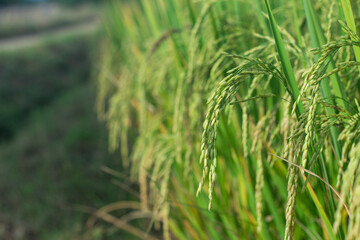 
The rice plants are arranged in long rows
