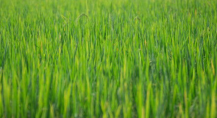 Green rice fields during the day, make it look comfortable