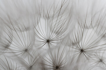 Goat`s-beard (dandelion) plant with shallow depth of field in grey shades. Blurry abstract background ready for your design