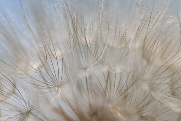 Goat`s-beard (dandelion) plant with shallow depth of field in pastel shades. Blurry abstract background ready for your design