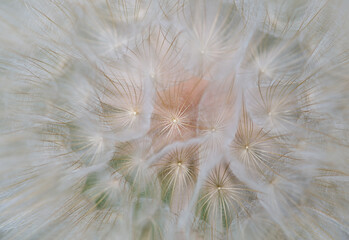 Goat`s-beard (dandelion) plant with shallow depth of field in light tones. Blurry abstract background ready for design