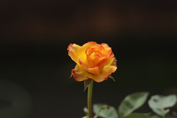 Fototapeta premium colorful delicate rose in the garden 