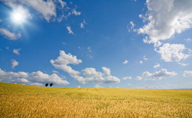 麦畑と木と雲と太陽