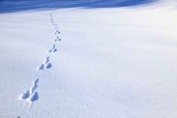 雪原の足跡