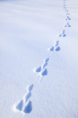 雪原の足跡