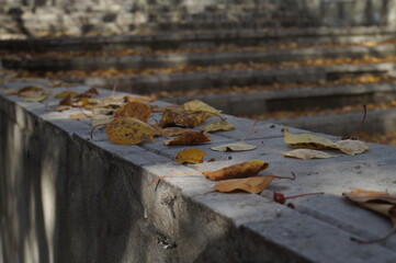 In the old Park. Photos of autumn leaves that have fallen and are lying on the stone surface. In shades of gray, yellow, and red.