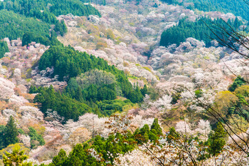 一目千本桜