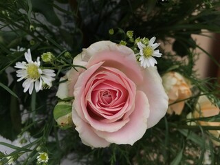 pink rose in a garden