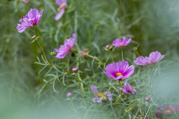 Fototapeta premium 美しい秋の花