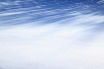 雪原の影