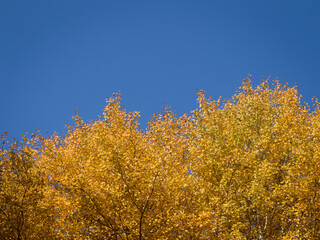 Fototapeta premium Autumn yellow leaves on the branches of a tree against a bright blue sky.