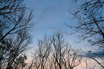 The dry branch with blue sky background.