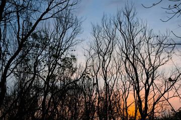 The dry branch and tree with blue and orange dusk sky background