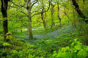 Fototapeta na wymiar Ancient English bluebell woods with a winding path and trees
