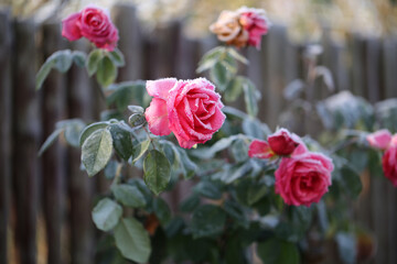 A pink roses covered with a frost on a early frosty morning. Side view. Rustic style