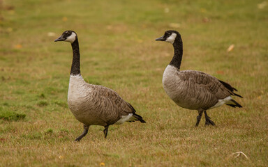 geese walking on the grass