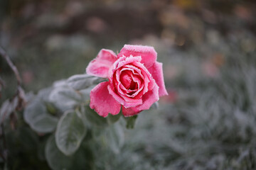 A pink rose covered with a frost on a early frosty morning. Close-up in pastel dark colors