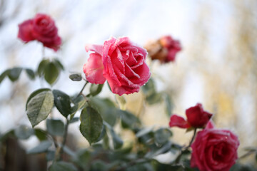 Close-up shot of pink blossoming roses with green leaves in a frosty autumn morning with a rime frost on leaves and heads.