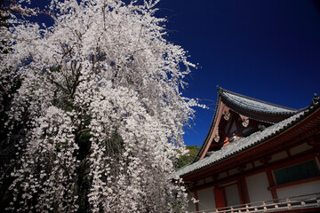桜咲く醍醐寺