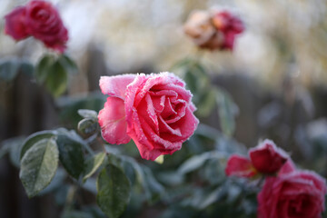 Close-up shot of pink blossoming roses with green leaves in a early frosty autumn morning with a rime frost on leaves and heads.