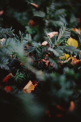 Autumn Winter Foliage Texture
