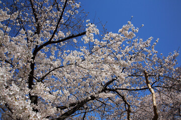 青空に桜