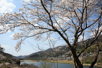 木津川の桜